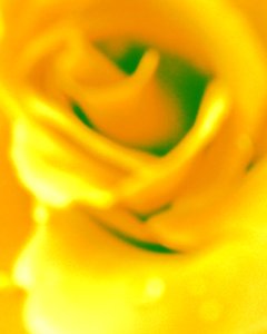 Yellow by Martina Konitzky
