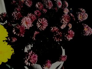 chrysanthemums5 by Martina Konitzky