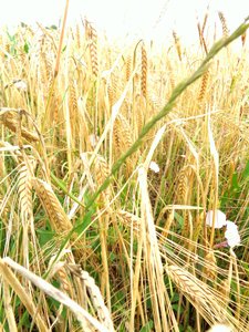Ears of Grain