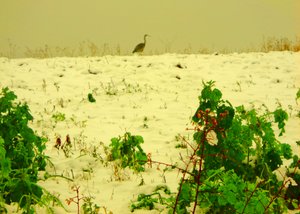 Snow