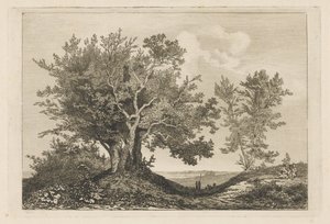 Country Road Between Two Groves
