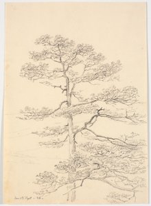 A Pine Tree by Martinus Rørbye