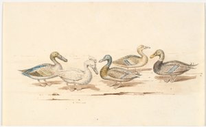 Studies of Various Types of Ducks