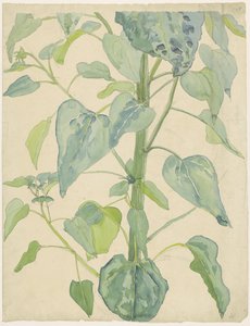Stalk and Leaves of a Sunflower