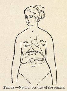 Natural Position of the Organs by Mary Eliza Haweis