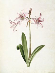 Amaryllis Vittata Formosa