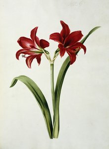 Red Amaryllis