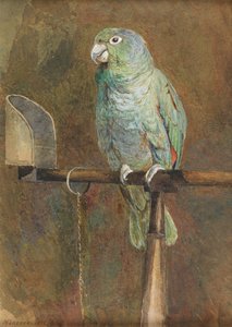 Polly the Parrot by Mary Forster