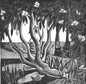 Rhododendrons, Holland Park, 2006 by Mary Kuper