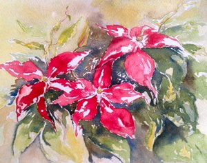 Burgundy Clematis