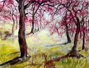 Magenta Blossoms