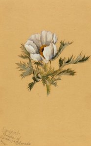 Flower Study by Mary Vaux Walcott