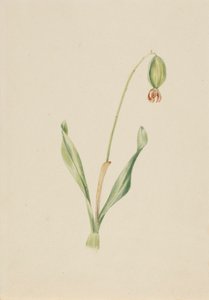 Untitled (Plant Study) by Mary Vaux Walcott