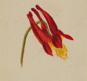 (Untitled) by Mary Vaux Walcott