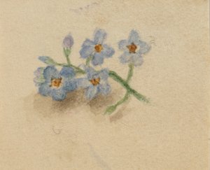 (Untitled) by Mary Vaux Walcott