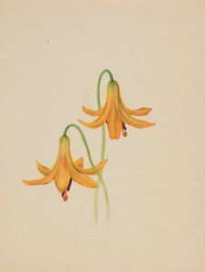 Untitled (Flower Study)