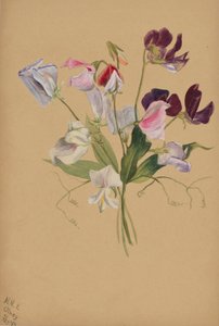 Untitled (Flower Study) by Mary Vaux Walcott