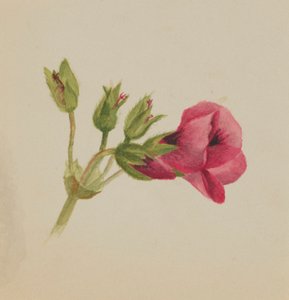 Untitled (Flower Study) by Mary Vaux Walcott