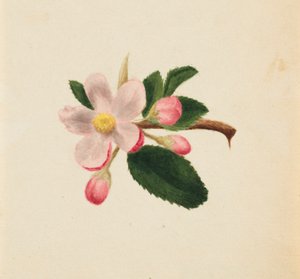 Untitled - Flower Study