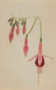Untitled - Flower Study