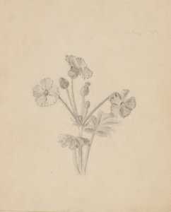 Untitled--Plant Study by Mary Vaux Walcott