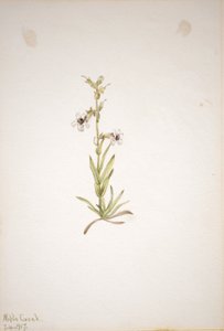 Untitled (Plant Study) by Mary Vaux Walcott