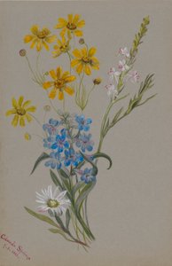 (Untitled, Group of Flowers) by Mary Vaux Walcott