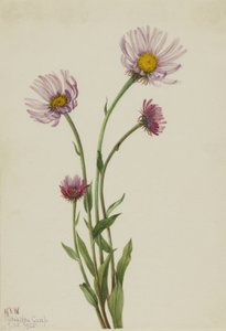 Alaska Fleabane by Mary Vaux Walcott