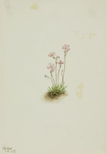 Alberta Primrose by Mary Vaux Walcott