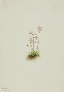 Alberta Primrose Primula maccalliana, 1917 by Mary Vaux Walcott