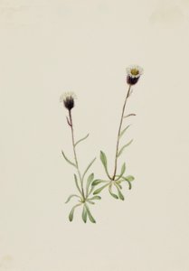 Aleutian Fleabane
