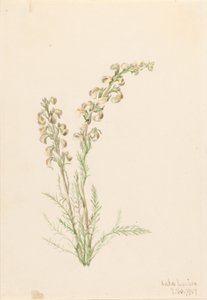 Alpine Fernlife (Pedicularis contorta) by Mary Vaux Walcott