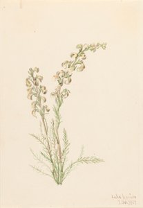 Alpine Fernlife Pedicularis contorta by Mary Vaux Walcott
