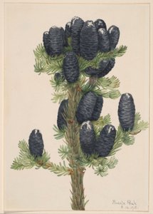 Alpine Fir (Abies lasiocarpa)