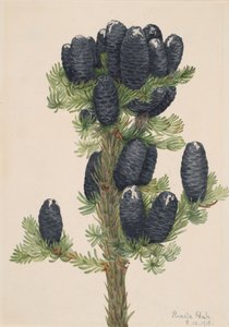 Alpine Fir Abies lasiocarpa