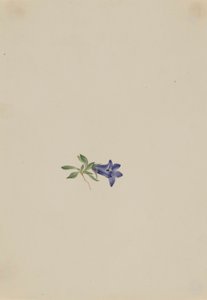 Alpine Harebell by Mary Vaux Walcott