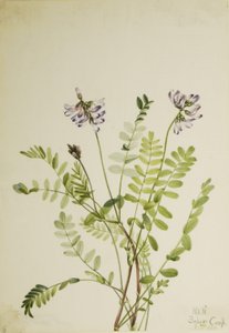 Alpine Milkvetch by Mary Vaux Walcott