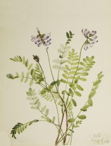 Alpine Milkvetch Astragalus alpinus