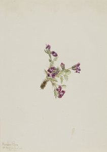 Alpine Pointvetch Oxytropis podocarpa by Mary Vaux Walcott