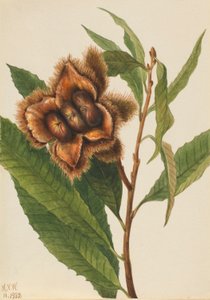 American Chestnut by Mary Vaux Walcott