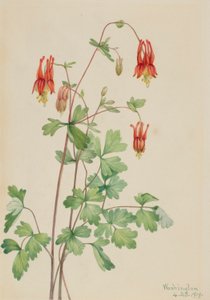 American Columbine (Aquilegia Canadensis)