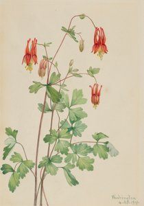 American Columbine Aquilegia canadensis, 1919
