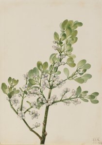 American Mistletoe Phoradendron flavescens, 1923