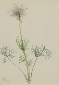 American Pasqueflower by Mary Vaux Walcott
