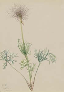American Pasqueflower Pulsatilla ludoviciana by Mary Vaux Walcott