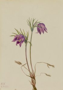 American Pasqueflower Pulsatilla ludoviciana by Mary Vaux Walcott