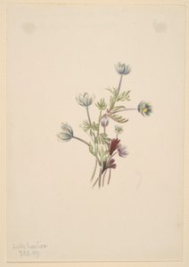 Anemone by Mary Vaux Walcott