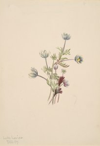 Anemone Anemone Drummondii by Mary Vaux Walcott