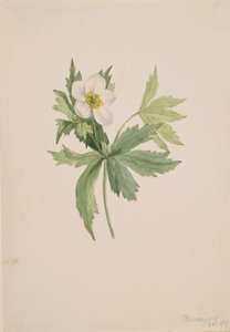 Anemone canadensis, 1907 by Mary Vaux Walcott