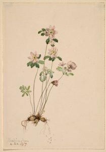 Anemonella